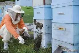 蜂群得“懒病”怪人不怪蜂！看蜜蜂劳动的源动力论养蜂高产方法图片