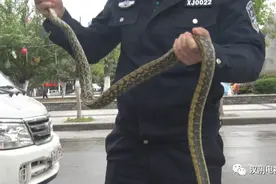 安康市汉阴街头蛇出没 民警“解围”放生图片