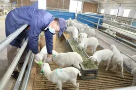 农民工回乡发展生态农业，养殖湖羊巧妙销售，3个月卖出450万元图片