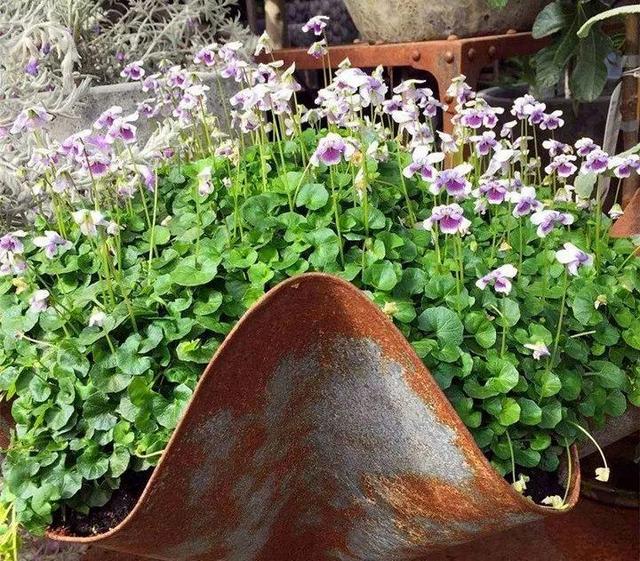 贝拉小蜜蜂草本身体乳