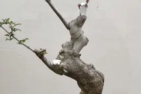 猜猜小品对节白蜡养了几年？图片