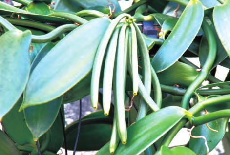 香荚兰属植物繁殖与温室栽培