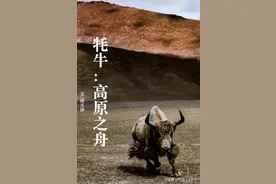 最野性的牦牛，凭啥能叫“高原之舟”？图片