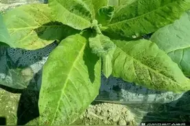 微生物世界——布料商人列文虎克为我们打开的神奇世界图片
