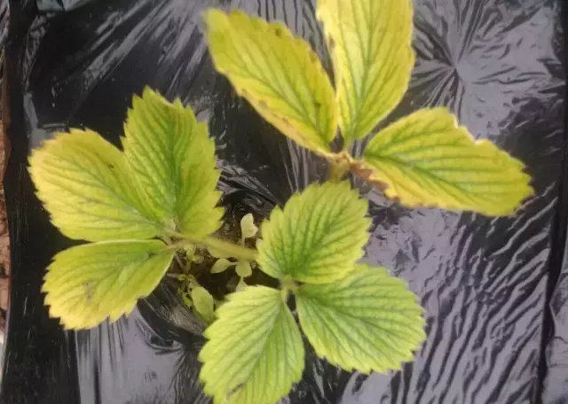 草莓缺素问题大，千万不可小看他，看看各元素的作用吧