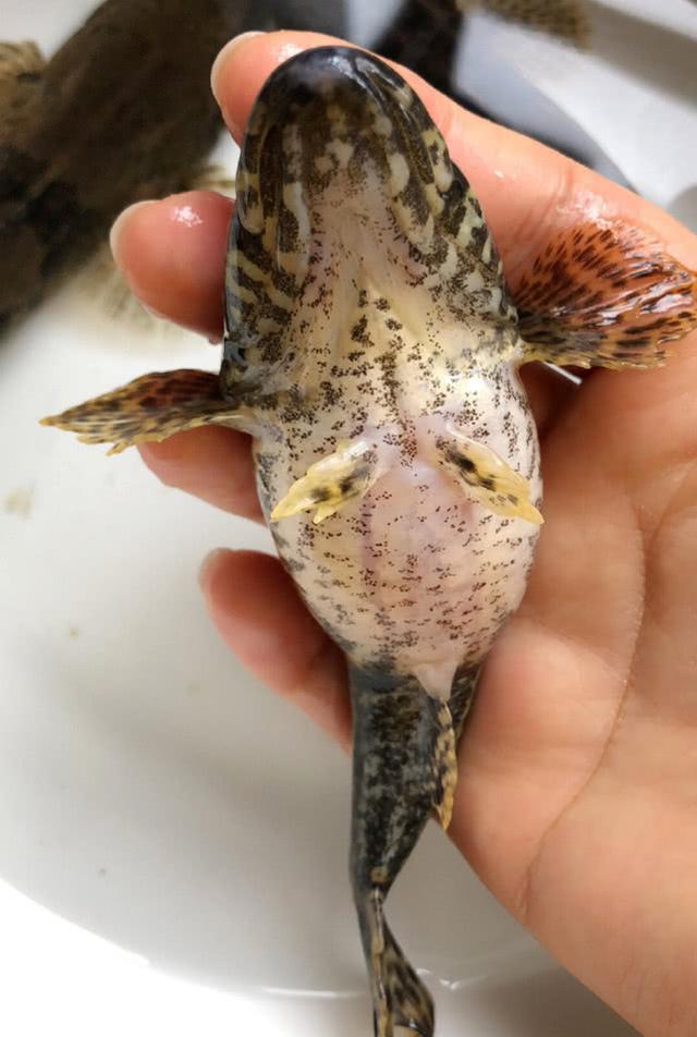 此鱼生性较为凶猛,爱吃虾类,堪称浅水滩中"小霸王"