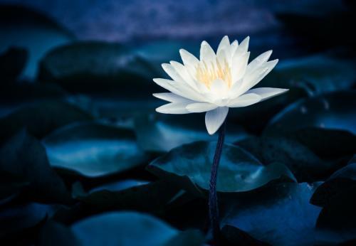 男人喜欢白莲花女人,绿茶女人说白莲花女人更可怕,你怎么看(说女人白