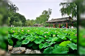 “接天莲叶无穷碧，映日荷花别样红”又是一年盛夏赏荷季图片