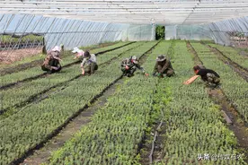 大兴安岭：烈日下的苗圃职工图片