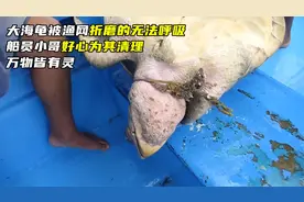 大海龟被渔网折磨的无法呼吸，船员好心为其清理，万物皆有灵图片