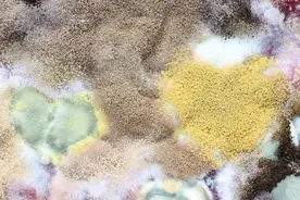 霉菌有几种颜色？图片