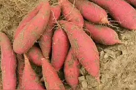 黄淮区域夏红薯收获与贮藏基本技巧图片