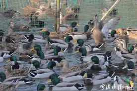上午热搜，下午辟谣！吃蝗虫的鸭子军团怎么又飞了？图片