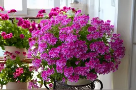 5种“贵气花”，别用大花盆，小盆“憋着养”，疯狂冒花苞图片