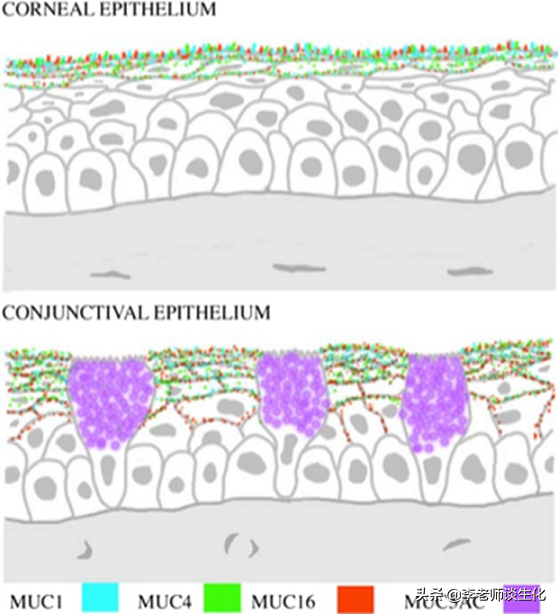 蛋白质的糖基化修饰（二）