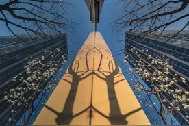 16张普通人拍出来的好照片：春天拍花枝，来点有创意的思路吧图片