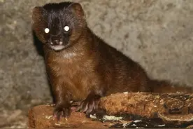 黄鼠狼真的邪门吗，为何是国家三有保护动物？它究竟有什么价值？图片