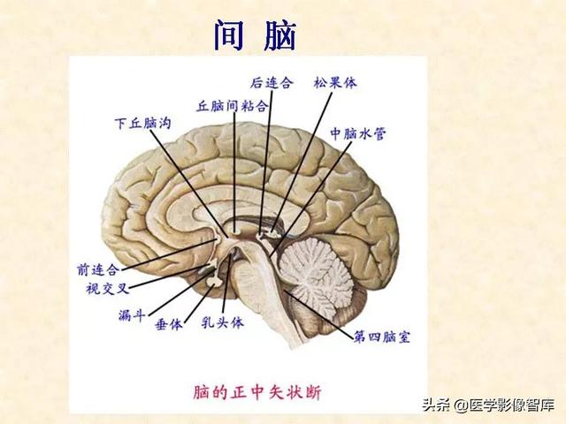 脑干、小脑及间脑解剖