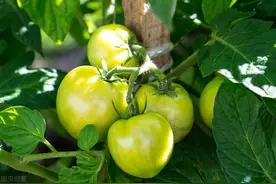 老汉有四个儿媳妇，穷困时儿媳妇连“爹”都不喊，有钱后儿媳都来喊“爸爸”图片