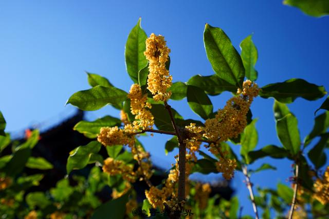 如何描写桂花?从实写到虚写,虚实结合更有料