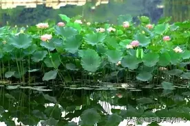 「旅游商品」荷叶茶——喝出美丽，喝出健康图片