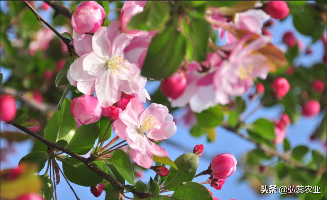 氨基酸涂干作用大