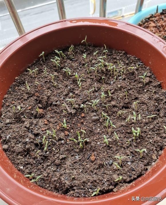 夏季适合种满天星,从配土到养护,赶紧学学,不愁种子不发芽