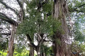 真正的春城，穷人康养圣地图片