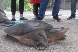 百年老鳖王出现了，长0.75米、重23公斤，专家解释为何夜晚上岸？图片