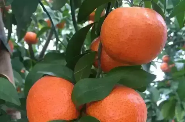 果树全营养“四肥”调理技术