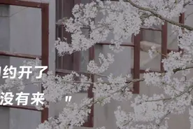 疫情下的日本樱花季图片