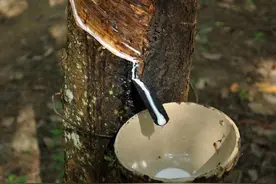 解读 | 乳胶枕，您选对了吗？图片