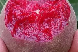 6月"网红水果"即将上市，堪称桃中极品，果肉鲜红，富含花青素图片