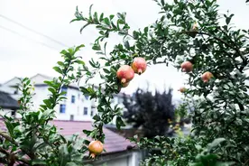 本草小课堂 | 石榴，秋季养生黄金果图片