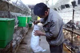 小康来敲门 | 致富不忘本！清流这位贫困户成全村规模养兔第一人图片