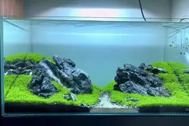 水草缸是一个时间黑洞它会吞噬你的时间，不留痕迹，爱它你怕了吗图片