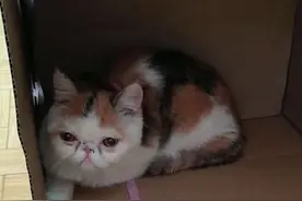 主人远行，被寄养的猫狗会想念主人吗？图片