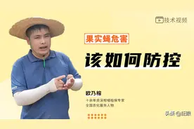果实蝇爆发期来临，谨防采前落果，欧乃榕教你诱杀好方法图片