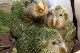 把人误认为对象，交配季对人脑袋狂风暴雨，一无是处成为最佳鸟？图片