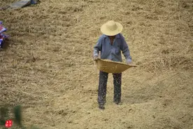 儿子打工不能回家，山村老汉种三亩小麦纯手割，麦客请了十几个图片