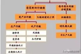 为什么母猪的产仔数少，从这9个方面找原因图片