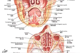 鼻窦炎中慢性额窦炎、头晕、头痛，位置家长们知道吗？图片