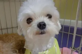 养了近15年的狗狗去世，主人悲痛万分：原来眼泪会流个不停图片