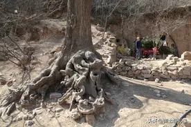 山西一对50岁夫妻深居大山养羊说有“龙脉”佑护，年收入20万图片