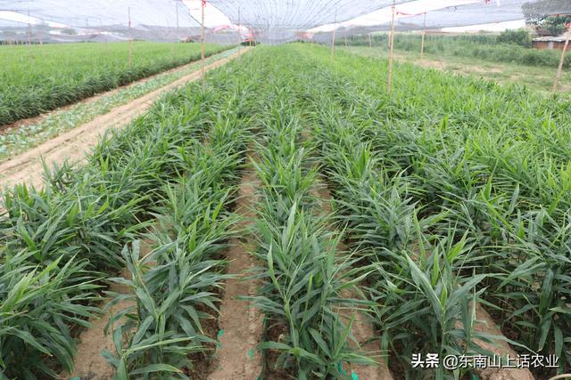 用最简单的话，告诉你氮元素的功能特点，选肥料、辨病害更容易