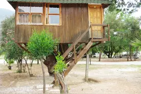 把房子建在树上？千奇百怪的木结构树屋欣赏图片