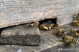 研究证明：蜂群中除了蜂王的后代，竟然还有工蜂的后代图片