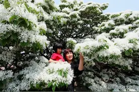 北京密云，580年的古流苏树，正在盛开，好大一棵树啊图片