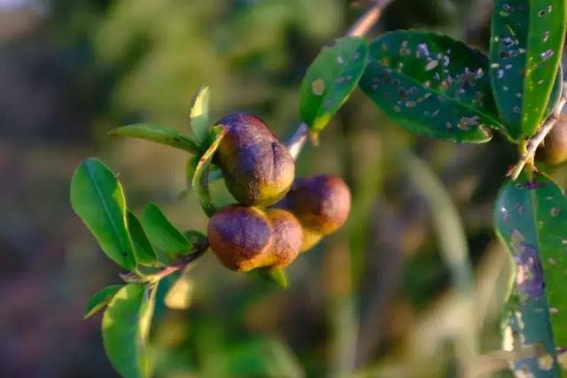 六堡茶丨可以喝的古董：一半是茶，一半是药