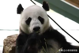 茜茜今天满22岁了，她是永巴家族和盼盼家族成员图片